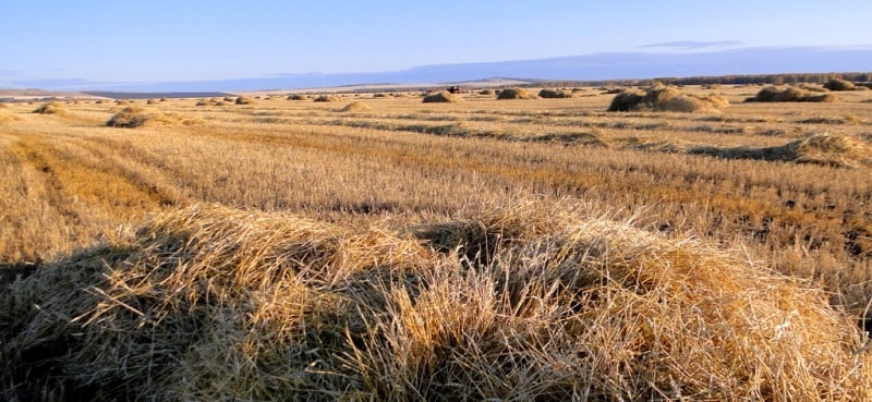 Wheaten floor in Kostanai of province.